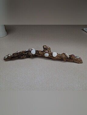 Driftwood Decor with Natural Shell Accents - White & Brown